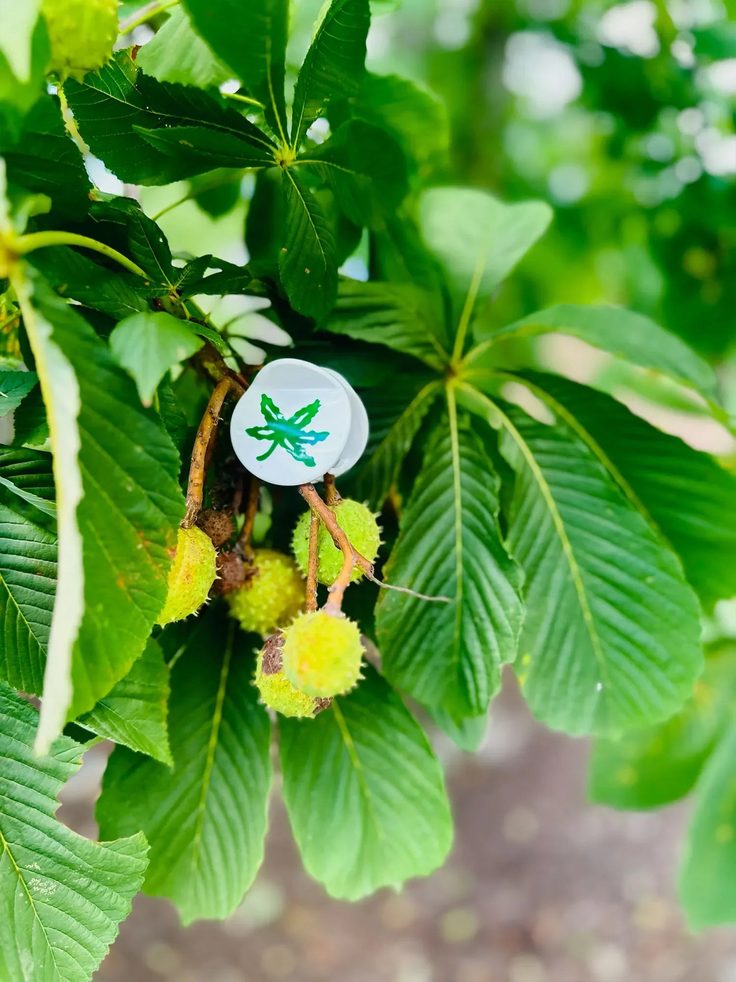 OSU® Helmet Decal Circle Claw - Fizzy